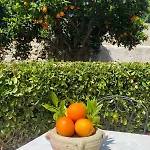 فيلة Annaro بلفيديري